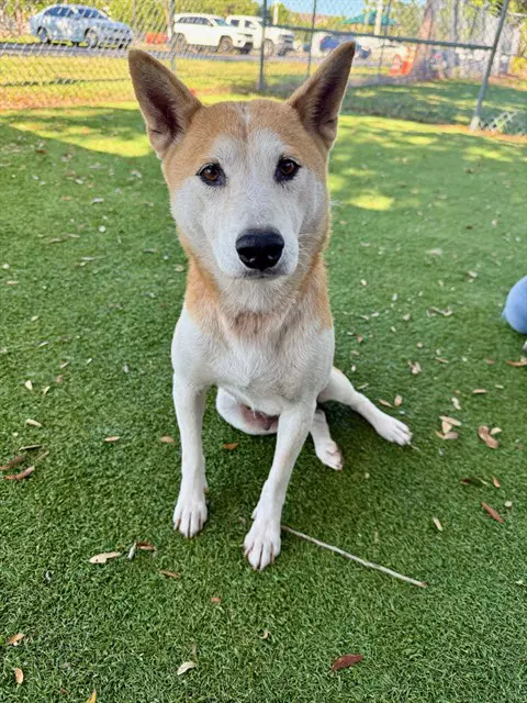 Asami - Shiba Inu