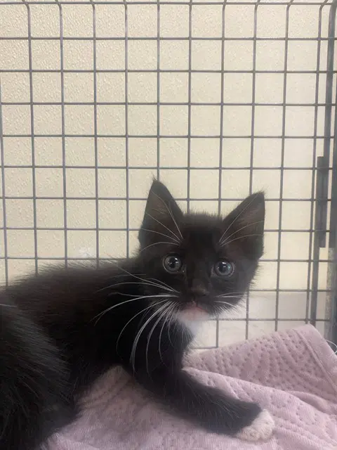 Clyde - Domestic Short Hair