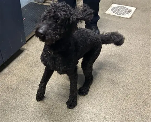 Bernie - Poodle (Standard)