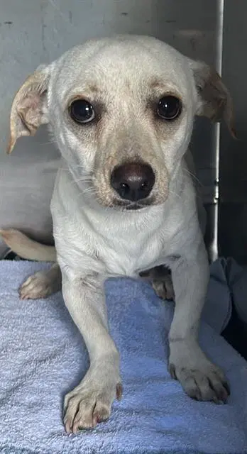 Rocky - Chihuahua