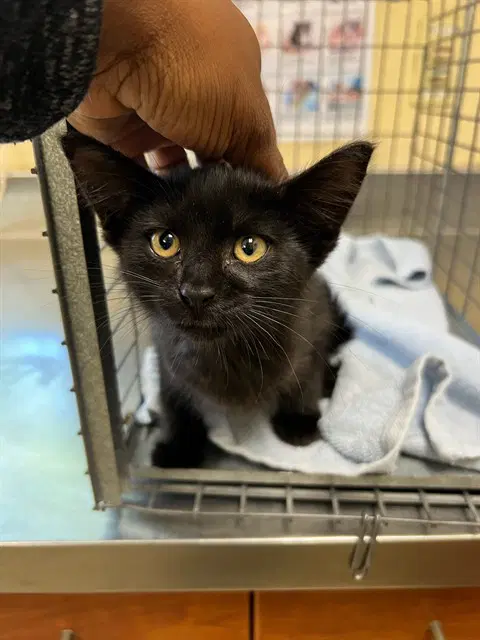 Binx - Domestic Medium Hair