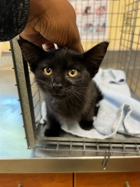 Binx