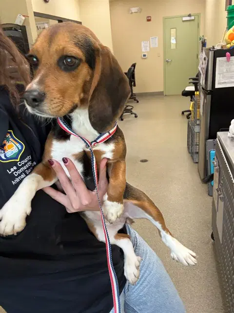 Delilah - Beagle