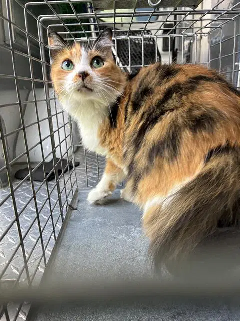 Jubilee - Domestic Long Hair