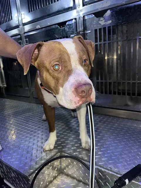 Rocky - Pit Bull Terrier