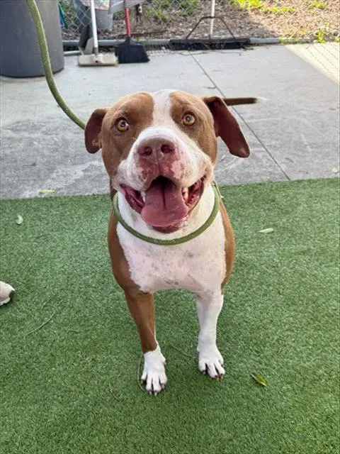 Rocky - Pit Bull Terrier
