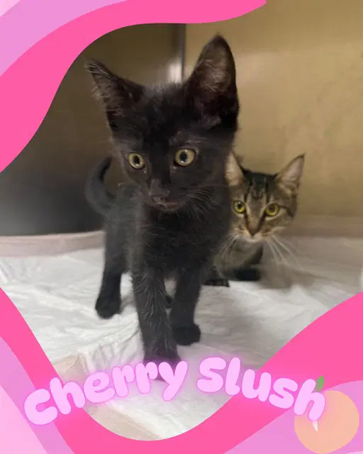 Cherry Slush - Domestic Short Hair