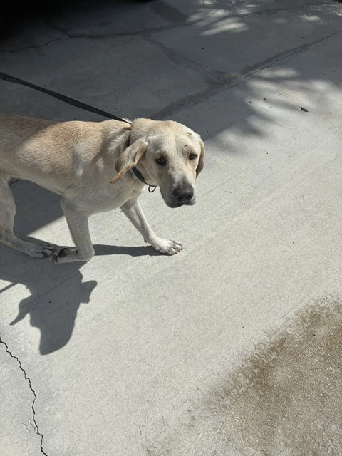 Benny