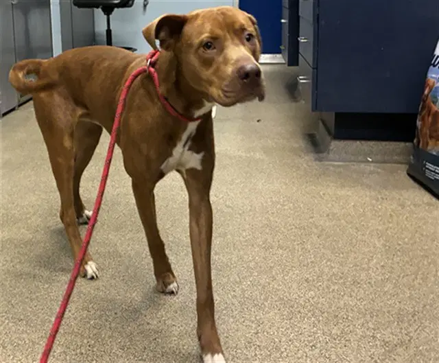 Rojo - Pit Bull Terrier