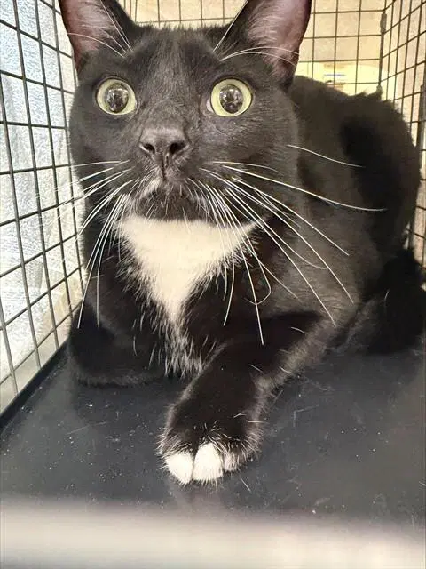 David - Domestic Short Hair