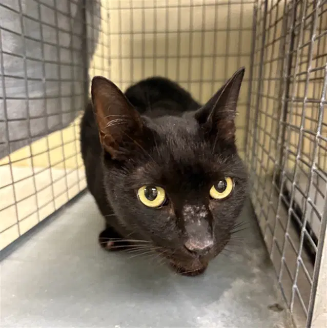 Barry - Domestic Short Hair