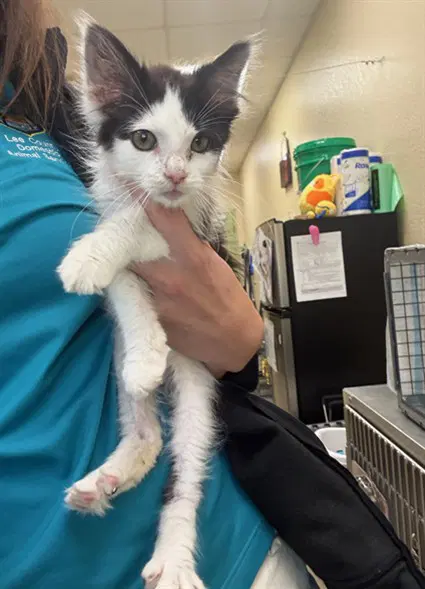 Pepper - Domestic Short Hair