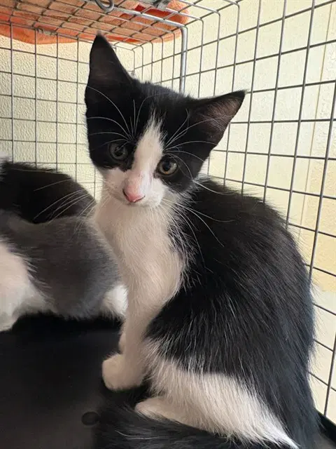 Alvin - Domestic Short Hair