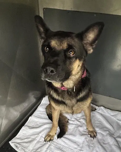 Chanel - German Shepherd Dog