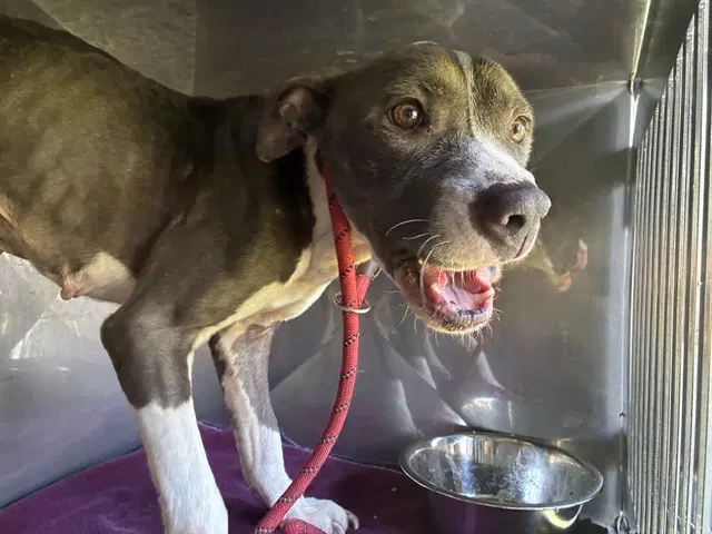 Hanna - Pit Bull Terrier