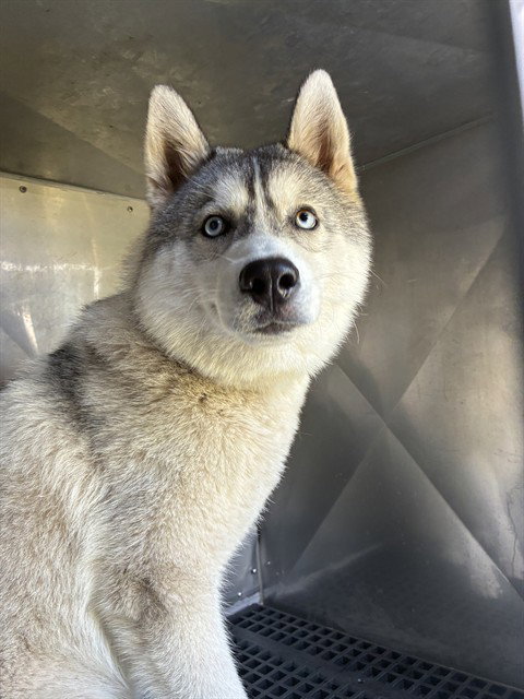 BLUEY