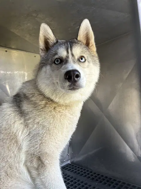 Bluey - Siberian Husky