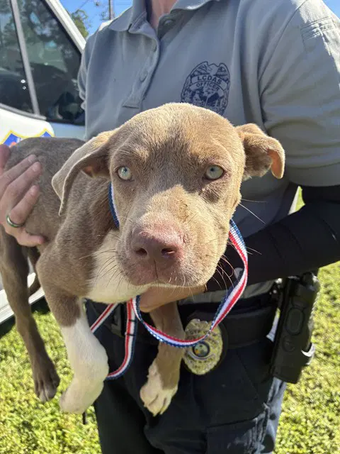 Maisie - Pit Bull Terrier