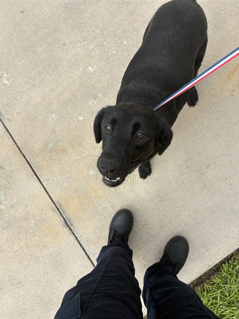 SOPHIE