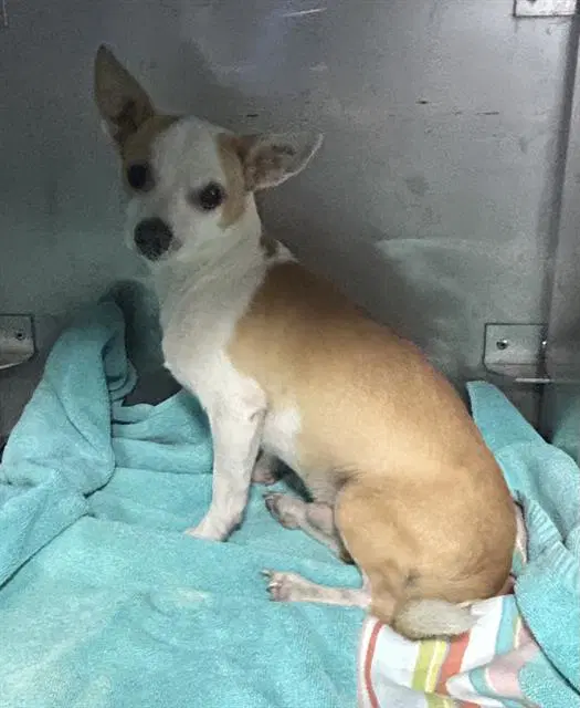 Wilbur - Chihuahua