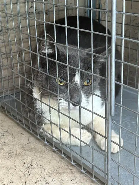 Bobo image 1