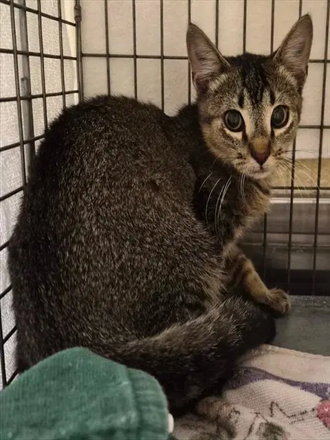 Grizzly - Domestic Short Hair