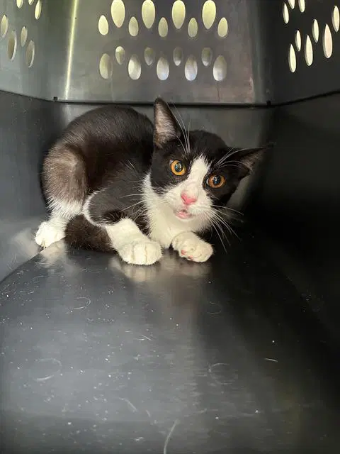 Ozzy - Domestic Short Hair