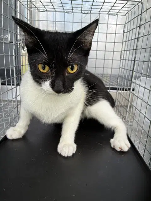 Johnny - Domestic Short Hair
