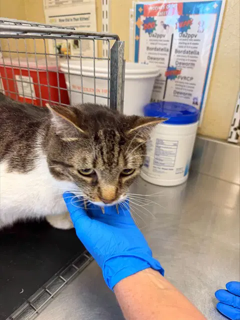 Munchie - Domestic Short Hair