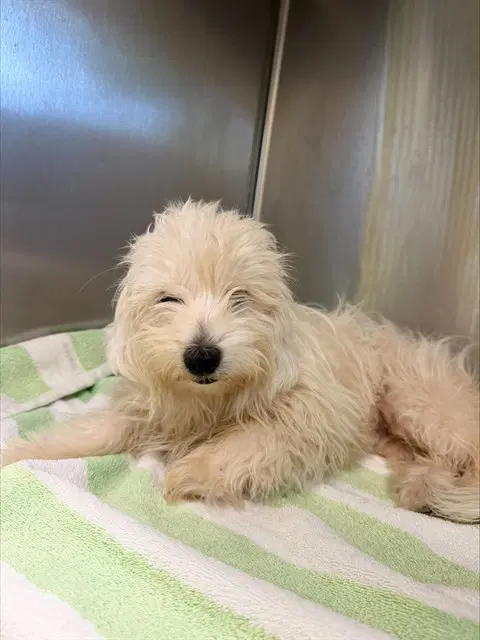 Trixie - Maltese