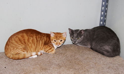 Kaise and Lelu-Adopted