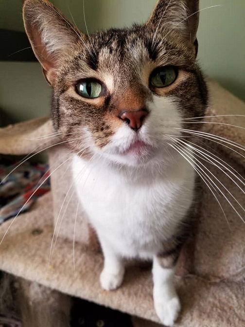 adoptable Cat in New Castle, DE named Eva