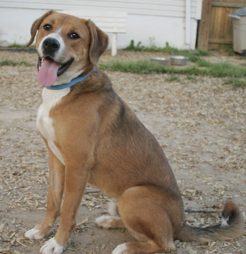 Chico