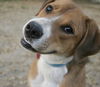 Chico