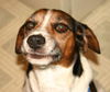 Cooper