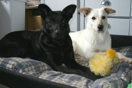 Missy and Molly