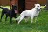 Missy and Molly