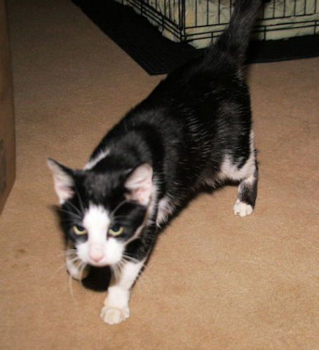 Mr. Kitty