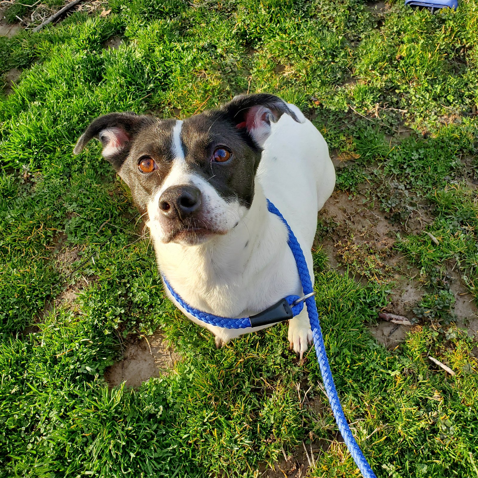 adoptable Dog in New Castle, DE named Sienna