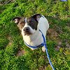 adoptable Dog in new castle, DE named Sienna