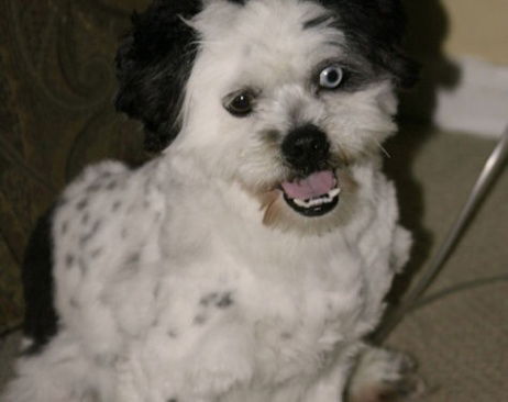 Mugsy