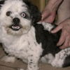 Mugsy