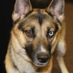 Cricket-Adopted