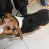 Cobie