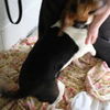 Cobie