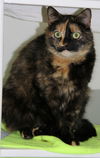 Shirley- ADOPTED!!