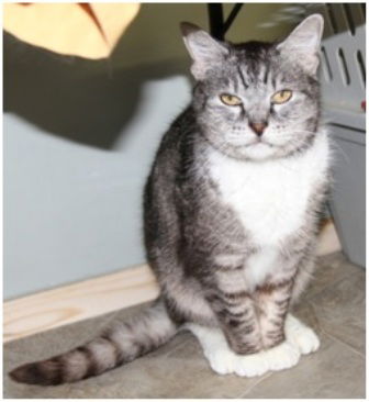 Cupcake-Adopted