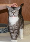Cupcake-Adopted