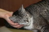 Cupcake-Adopted