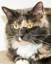 Patches-Adopted